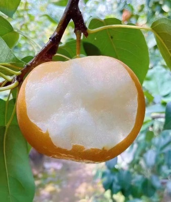 批发莱阳秋月梨新鲜 水果5斤脆甜多汁当季采摘整箱冰糖山东秋月梨