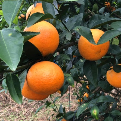 微花皮广西武鸣沃柑新鲜水果沃柑当季时令柑桔橘子汁多现摘现发香