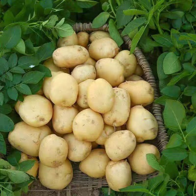 土豆低价包邮批发5斤挖白皮优质蔬菜马铃薯白心农家自种现挖新鲜