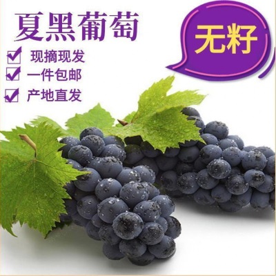 葡萄现摘云南建水夏黑无籽黑蜜整串装新鲜水果非巨峰黑加仑速卖通