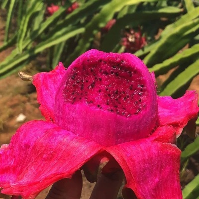 多批发一件整箱红肉蜜宝批发水果新鲜规格一号跨境金都火龙果电商