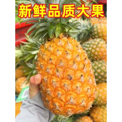 正宗超甜海南金钻凤梨9斤应当季新鲜水果香水菠萝手撕甜凤梨整箱