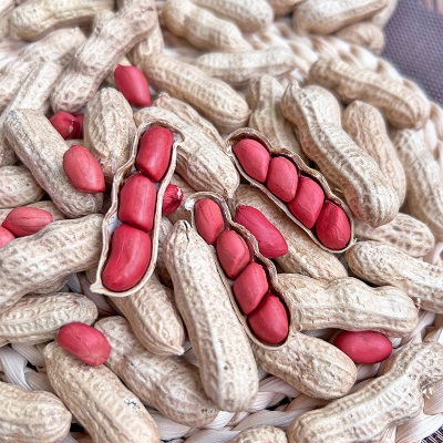 带壳红皮花生2025新货农家新鲜四粒红花生米自然晒干种子生的新货