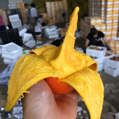 贵妃芒新鲜水果海南芒果当季水果红金龙贵妃芒果现摘现发香甜多汁
