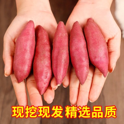 临安天目山小香薯正宗板栗红薯新鲜农家自种小番薯地瓜蜜薯旗舰店