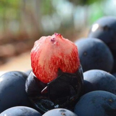 葡萄现摘云南建水夏黑无籽黑蜜整串装新鲜水果非巨峰黑加仑速卖通