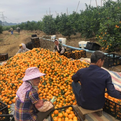 微花皮广西武鸣沃柑新鲜水果沃柑当季时令柑桔橘子汁多现摘现发香