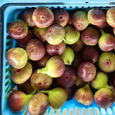 四川云南无花果产地直发波姬红无花果包邮新鲜水果无花果一件代发