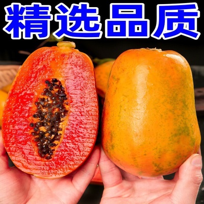 广西红心水果木瓜新鲜下孕妇水果牛奶树上熟冰糖酸青木瓜海南云南