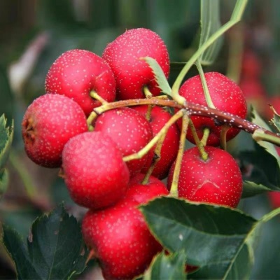 新鲜山楂果山东大五棱山楂大五棱小石榴酸楂糖葫芦原料5斤非甜红