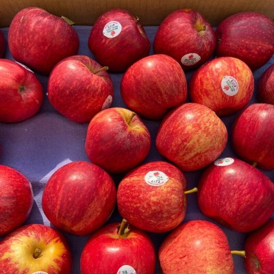广州江南批发【顺丰】美国进口嘎啦果加力果royalGala苹果