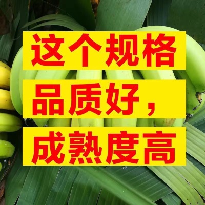 香蕉批发薄皮新鲜整箱当季包邮香蕉新鲜水果
