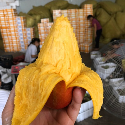 贵妃芒新鲜水果海南芒果当季水果红金龙贵妃芒果现摘现发香甜多汁