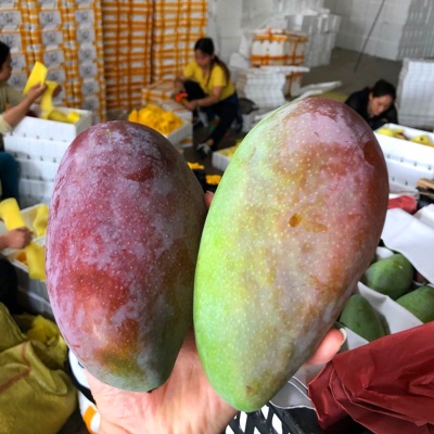 贵妃芒新鲜水果海南芒果当季水果红金龙贵妃芒果现摘现发香甜多汁