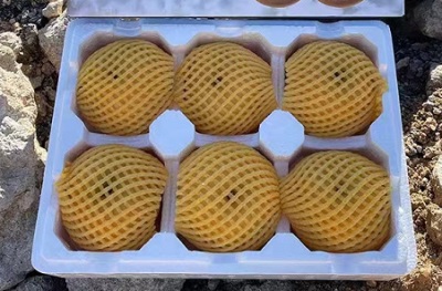 批发莱阳秋月梨新鲜 水果5斤脆甜多汁当季采摘整箱冰糖山东秋月梨