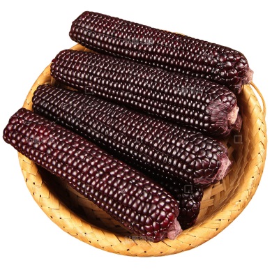 【10根整箱】东北黑糯玉米独立真空装黏甜糯玉米紫玉米减健身代餐