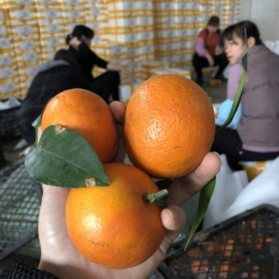 微花皮广西武鸣沃柑新鲜水果沃柑当季时令柑桔橘子汁多现摘现发香