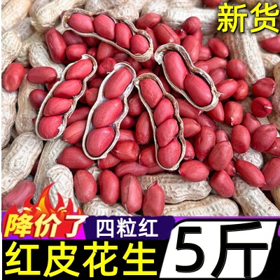 带壳红皮花生2025新货农家新鲜四粒红花生米自然晒干种子生的新货
