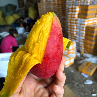 贵妃芒新鲜水果海南芒果当季水果红金龙贵妃芒果现摘现发香甜多汁