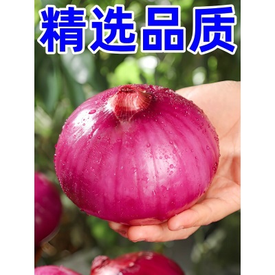云南紫皮水果大洋葱9斤新鲜小洋葱甜味生吃蔬菜不辣红皮大圆葱头