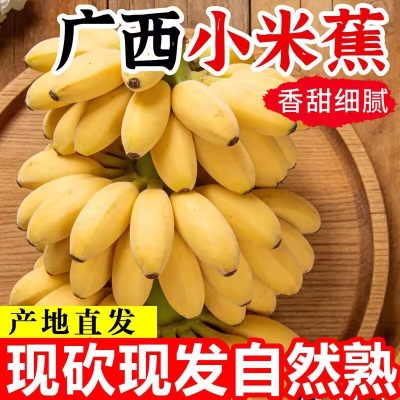 正宗广西小米蕉9斤香蕉新鲜水果整箱小香蕉自然熟苹果粉蕉包邮