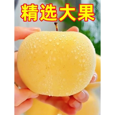 山东烟台黄金奶油富士新鲜9斤应当季水果脆甜冰糖心奶油苹果整箱