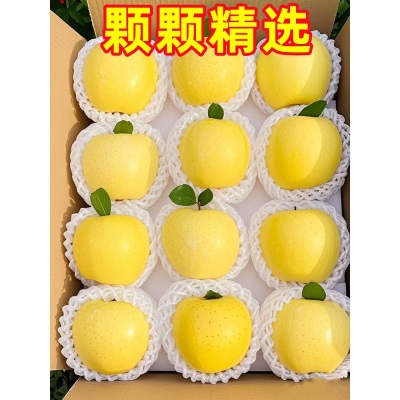 山东烟台黄金奶油富士新鲜9斤应当季水果脆甜冰糖心奶油苹果整箱