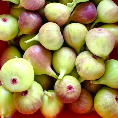 四川云南无花果产地直发波姬红无花果包邮新鲜水果无花果一件代发