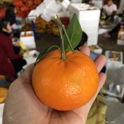 微花皮广西武鸣沃柑新鲜水果沃柑当季时令柑桔橘子汁多现摘现发香