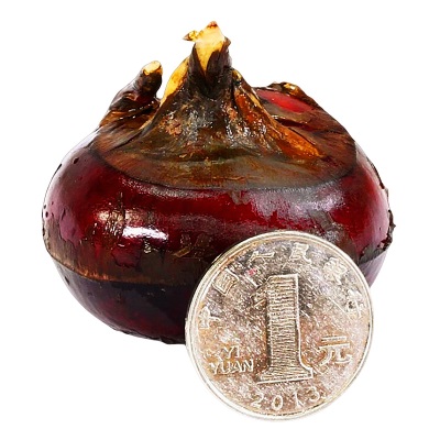 广西大马蹄荸荠新鲜即食当季水果蔬菜珍珠马蹄果现挖脆甜整箱包邮