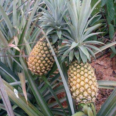 海南金钻凤梨新鲜水果手撕牛奶凤梨蜜甜口感汁水充足现摘现发包甜