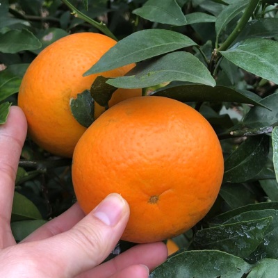 微花皮广西武鸣沃柑新鲜水果沃柑当季时令柑桔橘子汁多现摘现发香