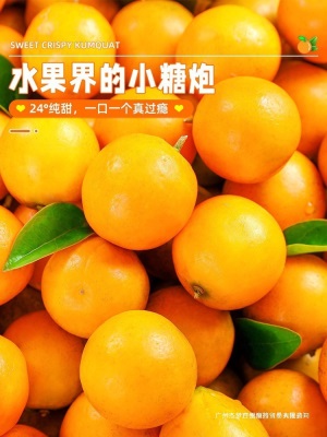 融安小包邮蜜斤当季水果脆皮橘子新鲜金桔纯甜孕妇金柑整箱10广西