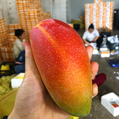 贵妃芒新鲜水果海南芒果当季水果红金龙贵妃芒果现摘现发香甜多汁