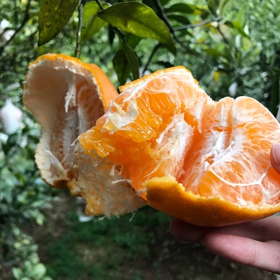 顺丰包四川粑粑柑正宗春见耙耙柑新鲜水果橘子应季杷杷柑产地直发