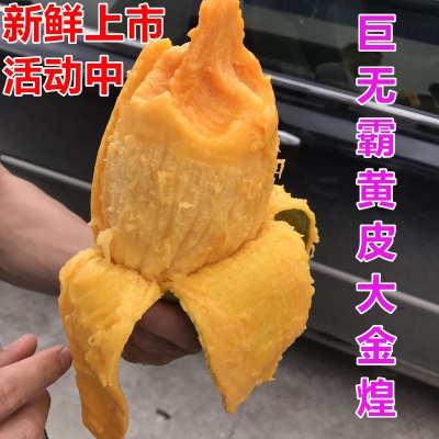 金煌芒海南新鲜当季热带水果水仙芒黄皮大芒果现摘一件代发