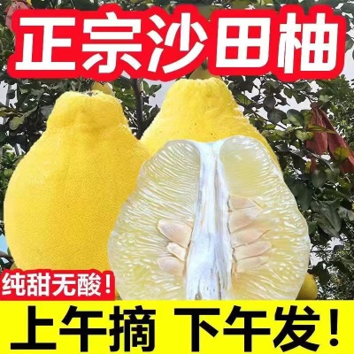 正宗广西沙田柚古钱底皮厚多籽容县沙田柚老树冰糖柚香柚沙田柚子
