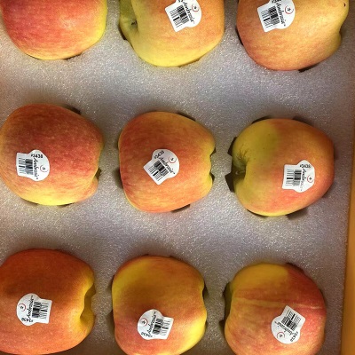 广州江南批发直发【】神仙果12个礼盒装甜神仙苹果Ambrosia鲜果