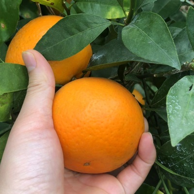 微花皮广西武鸣沃柑新鲜水果沃柑当季时令柑桔橘子汁多现摘现发香