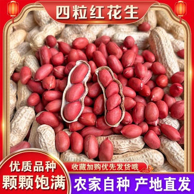 带壳红皮花生2025新货农家新鲜四粒红花生米自然晒干种子生的新货