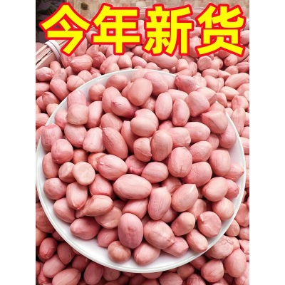 2026今年新货白沙农家生花生米生的粉红皮新鲜下酒菜不带壳生花生