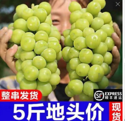 阳光玫瑰葡萄新鲜水果晴王提子青提大果整串国产整箱批发