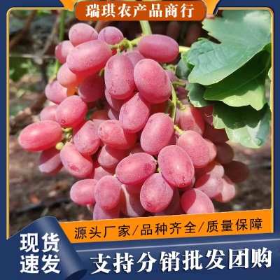 无籽红提克伦生提子葡萄5斤净重新鲜水果整串紫提子孕妇小孩水果
