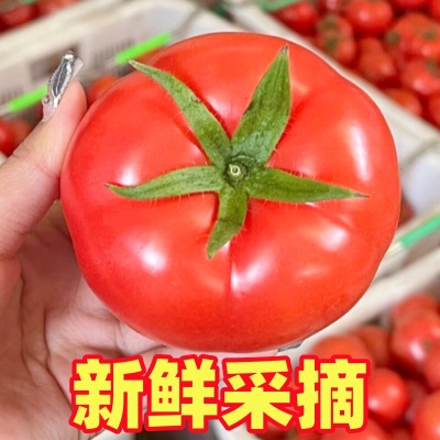普罗旺斯沙瓤西红柿5斤当季新鲜水果老品种可生吃番茄露天自然熟