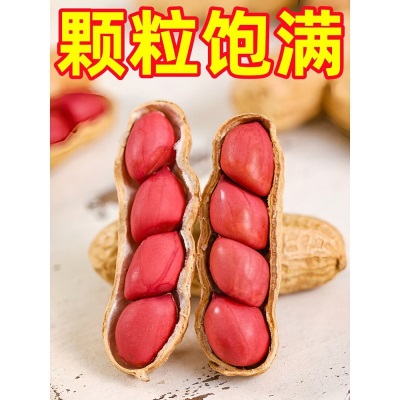 四粒红带壳红皮花生5斤2026新货新鲜干花生米红衣农家自种生花生