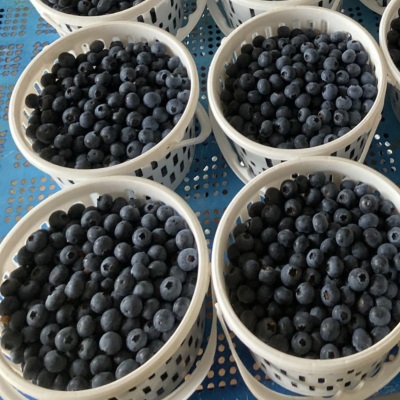云南花香蓝莓 代发L25顺丰果园直发鲜果花香特大果脆甜新鲜水果