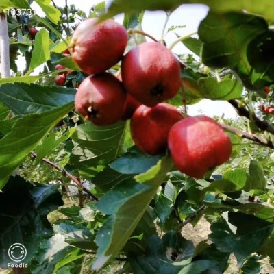 新鲜山楂果山东大五棱山楂大五棱小石榴酸楂糖葫芦原料5斤非甜红