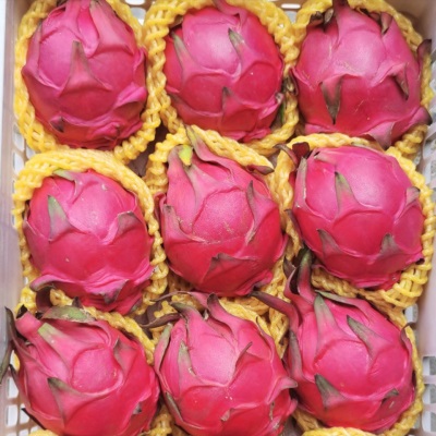 多批发一件整箱红肉蜜宝批发水果新鲜规格一号跨境金都火龙果电商