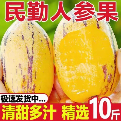 【沙漠包邮】甘肃民勤沙漠人参果黄肉人生果新鲜应季产地直发包邮