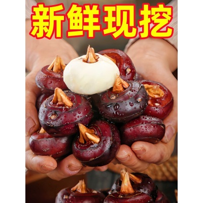 广西大马蹄荸荠新鲜即食当季水果蔬菜珍珠马蹄果现挖脆甜整箱包邮